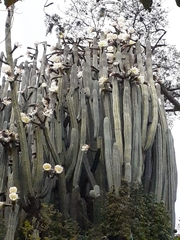 Trichocereus macrogonus