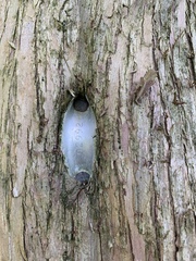 Podocarpus macrocarpus