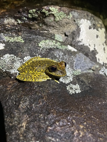 Ledge Tree Frog