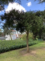 Podocarpus macrocarpus