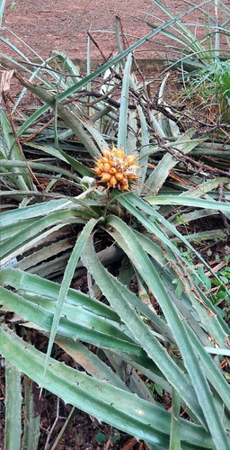 Bayonet Bromeliad