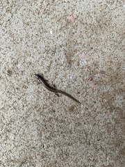 Hemiergis decresiensis