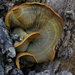 Omphalotus olivascens - Photo (c) Nathan Wilson,  זכויות יוצרים חלקיות (CC BY-SA)