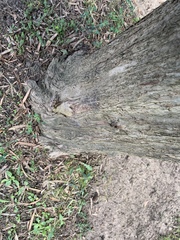 Podocarpus macrocarpus