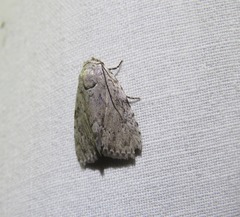 Barasa cymatistis