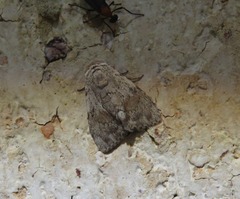 Barasa cymatistis