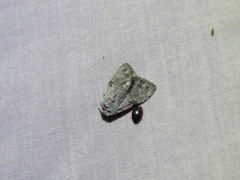 Barasa cymatistis