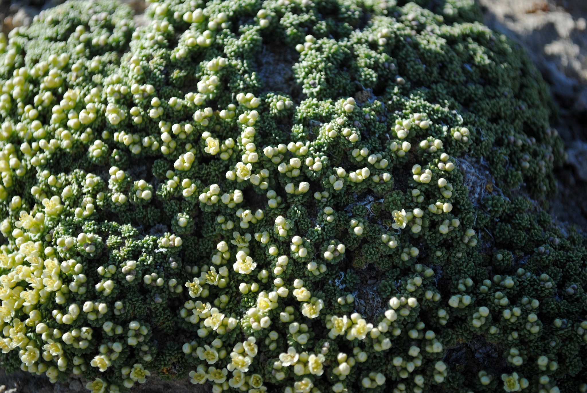 Lepidium nanum