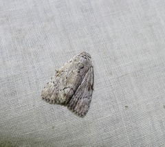 Barasa cymatistis