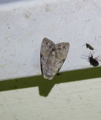 Barasa cymatistis