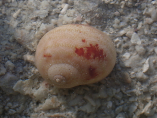 Chrysostoma paradoxum observed 2026-04-19