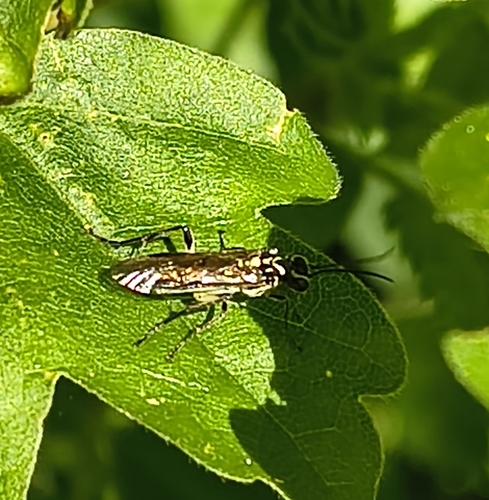 Pied Strider, Delft, Van der Slootsingel, 2625 PM Delft, Nederland, photo 7 of 10