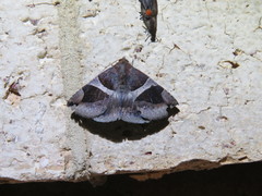 Bastilla dicoela