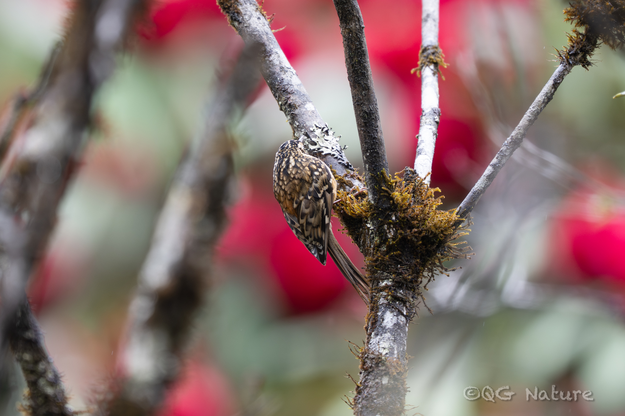 Rusty-flanked Treecreeper (Certhia nipalensis), photo 2