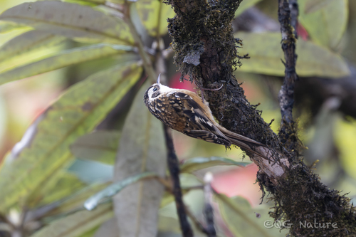 Rusty-flanked Treecreeper (Certhia nipalensis)