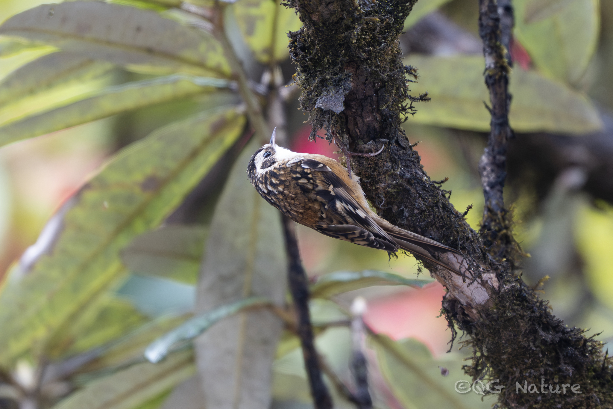 Rusty-flanked Treecreeper (Certhia nipalensis), photo 1