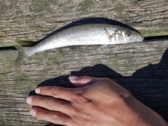 King George Whiting photo 2