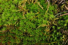 Syntrichia princeps