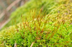 Syntrichia princeps