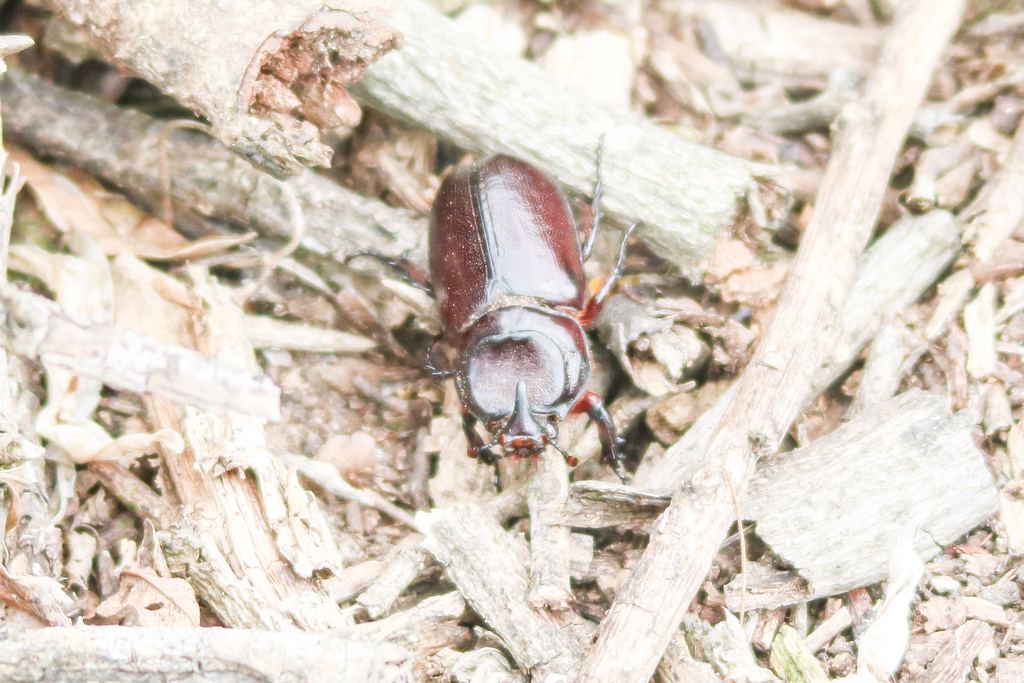 African Rhinoceros Beetle from Ugu District Municipality, South Africa ...