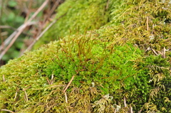 Syntrichia princeps