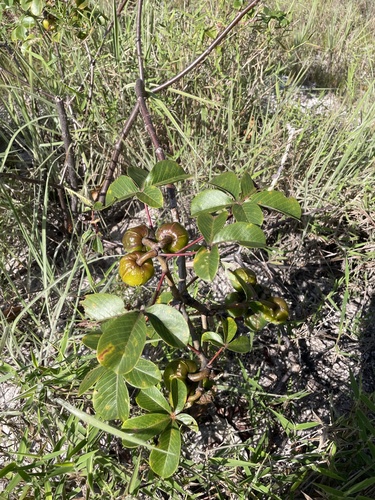 Bellyache Bush