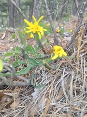 Takhtajaniantha austriaca