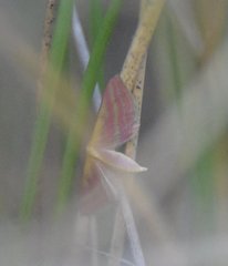 Leptostales laevitaria