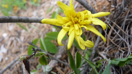 Takhtajaniantha austriaca, photograph 1