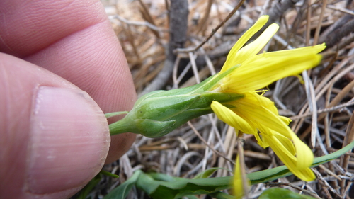 Takhtajaniantha austriaca, photograph 2