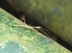 Clitumninae