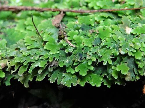 Riccardia colensoi