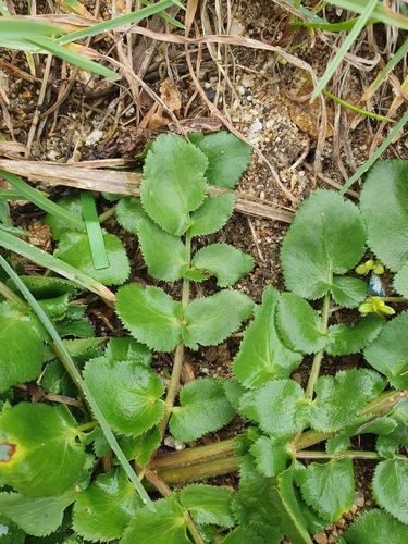 Kundmannia sicula, photograph 2