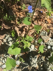 Brunnera macrophylla