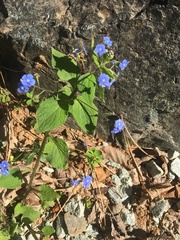 Brunnera macrophylla