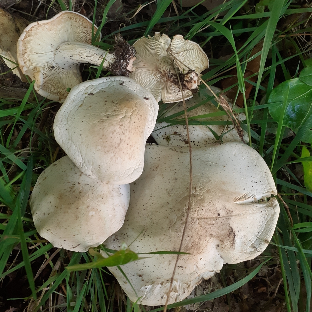 Calocybe gambosa · April 2026 · photo: © bogsuckers (iNaturalist, cc-by)