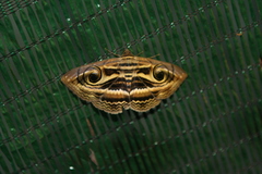 Spirama helicina