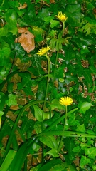 author not stated, no rights reserved Doronicum plantagineum, photograph author not stated, no rights reserved