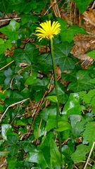 author not stated, no rights reserved Doronicum plantagineum, photograph author not stated, no rights reserved