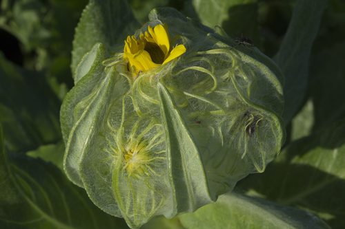 Senecio pseudoarnica iNat (1)