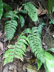 Hymenasplenium excisum