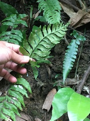 Hymenasplenium excisum