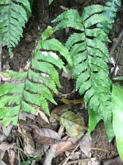 Hymenasplenium excisum