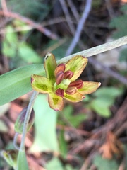 Fritillaria micrantha