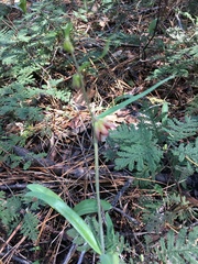 Fritillaria micrantha