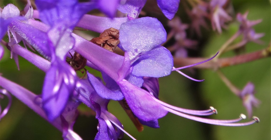 Ecklon spurflower