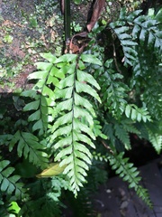 Hymenasplenium unilaterale