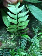 Hymenasplenium unilaterale