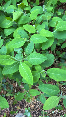 Common Honeysuckle