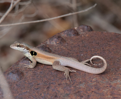 Leiocephalus macropus